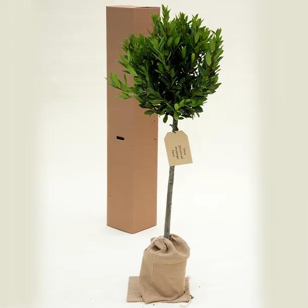 Lollipop Shaped Bay Laurel Trees in Hessian Gift Bag