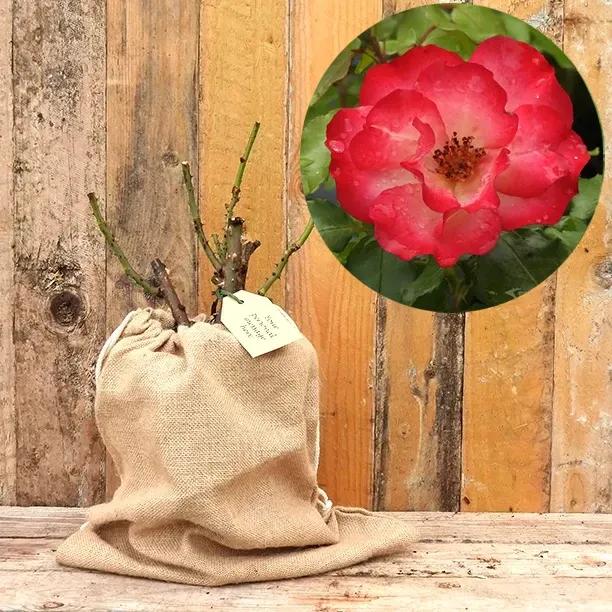 Birthday Girl Rose Bush in Hessian Gift Bag