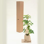 Brown Turkey Fig Trees in Hessian Gift Bag