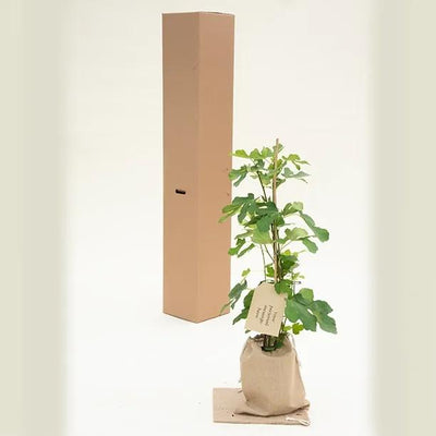 Brown Turkey Fig Trees in Hessian Gift Bag
