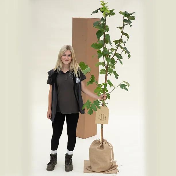 King James Mulberry Trees in Hessian Gift Bag