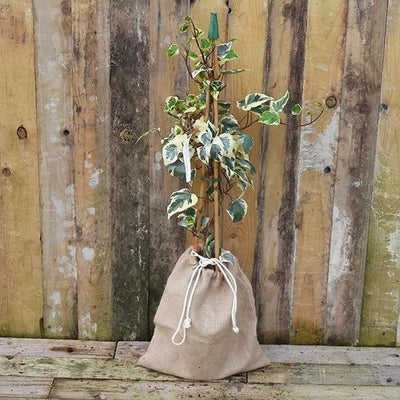 Gloire de Marengo Ivy Plants in Hessian Gift Bag