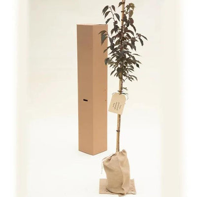 Royal Burgundy Cherry Blossom Trees in Hessian Gift Bag