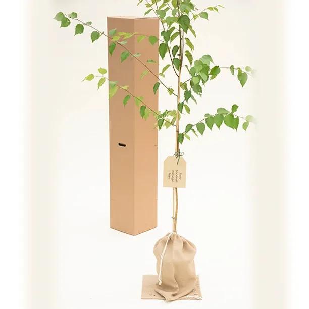 Trinity College Birch Tree in Hessian Gift Bag
