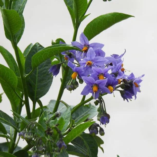 Glasnevin Chilean Potato Vine Flowers