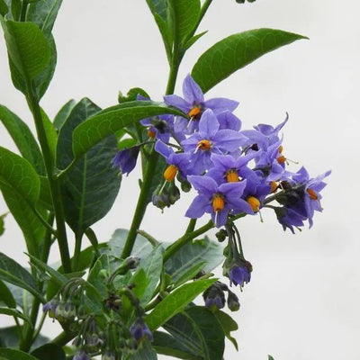Glasnevin Chilean Potato Vine Flowers