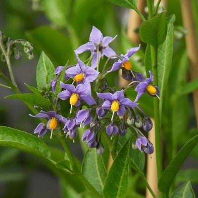 Glasnevin Chilean Potato Vine flowers