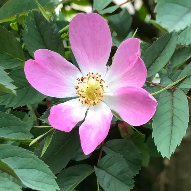 Red Leaf Rose Flowers