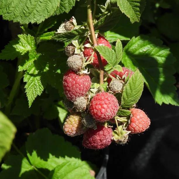 Glen Doll Raspberry Fruit on the Bush