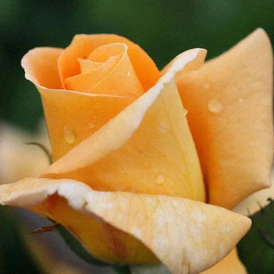 Glenfiddich Floribunda Rose Flowers