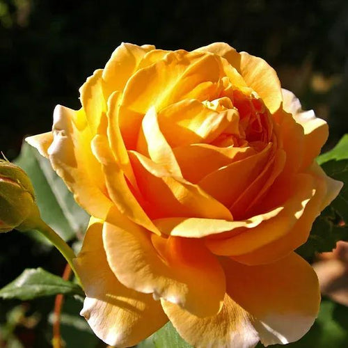 Glenfiddich Floribunda Rose Flowers