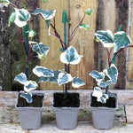 Gloire de Marengo Ivy Plants P9 (9cm) Pot