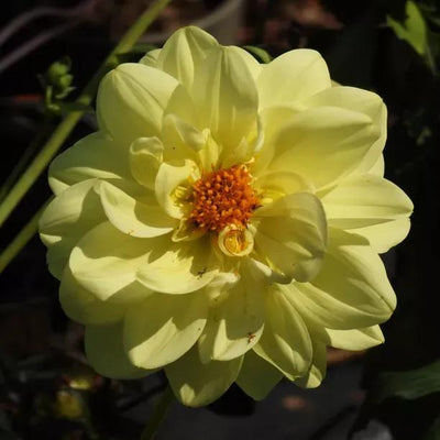 Glorie van Heemstede Dahlia Flowers