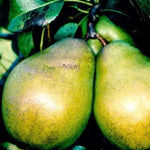 Glou Morceau  Pears on the tree