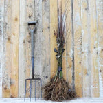 Bareroot Goat Willow saplings 60-80cm tall