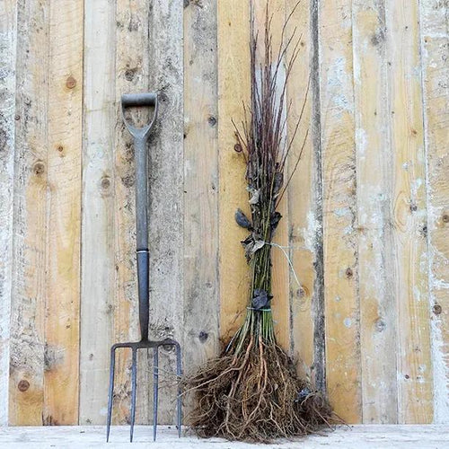Bareroot Goat Willow saplings 60-80cm tall