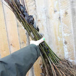 Holding a Bunch of 25 bareroot Goat Willow saplings in one hand