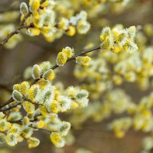Goat Willow Tree  Catkins