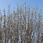 Goat Willow Trees in Spring
