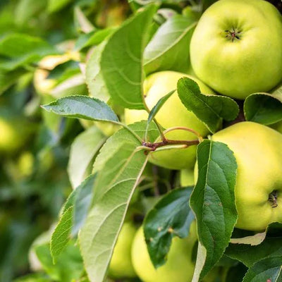 Golden Delicious Apples on the tree