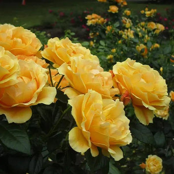 Golden Combo Roses Golden Delicious Rose – Golden Yellow For Cutting