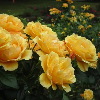 Golden Delicious Hybrid Tea Rose Flowers