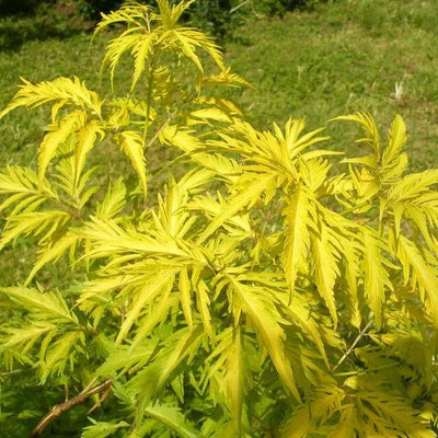 Golden Elder Leaves