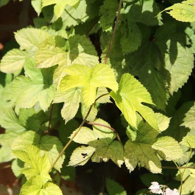 Golden Hop Vines