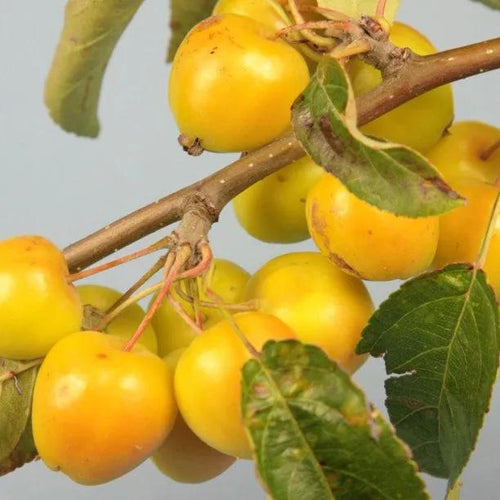 Golden Hornet Crab Apples on the tree