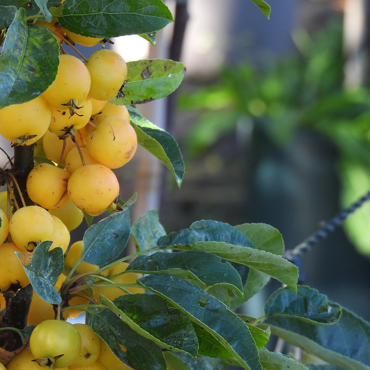 Close-up of a cluster of small yellow-yellow crabapples (Golden Hornet) on a tree branch with green leaves, photographed outdoors against a softly blurred background.