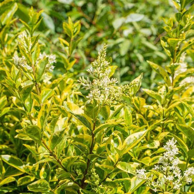 Golden Privet Leaves