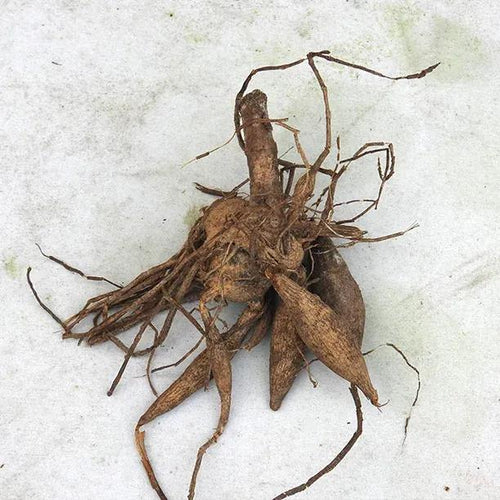 Golden Sceptre Dahlia Tuber
