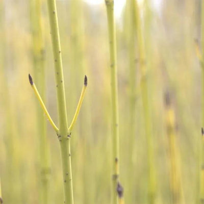 Golden Twig Dogwood Bark