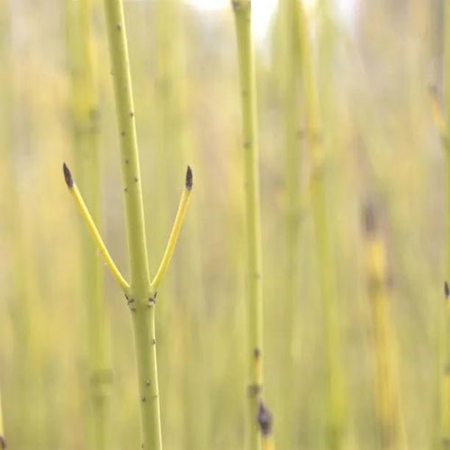 Golden Twig Dogwood Bark