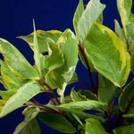 Golden Variegated Dogwood Leaves