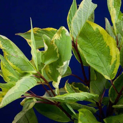 Golden Variegated Dogwood Leaves
