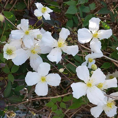 Grandiflora Clematis Flowers