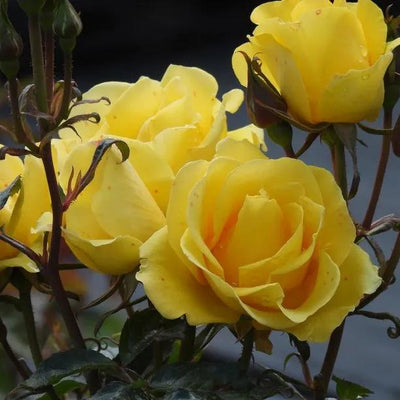 Grandmas Rose Flowers
