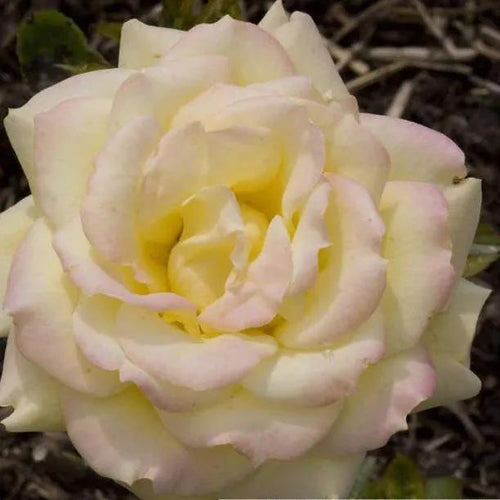 Grandpa Dickson Rose Flowers