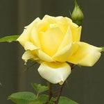 Grandpa Dickson Rose Flowers