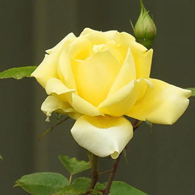 Grandpa Dickson Rose Flowers
