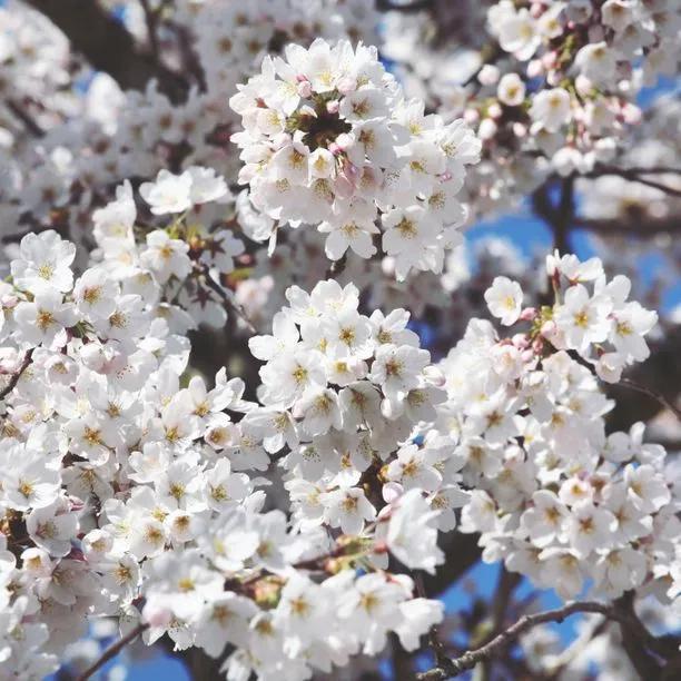 Great White cherry tree blossom