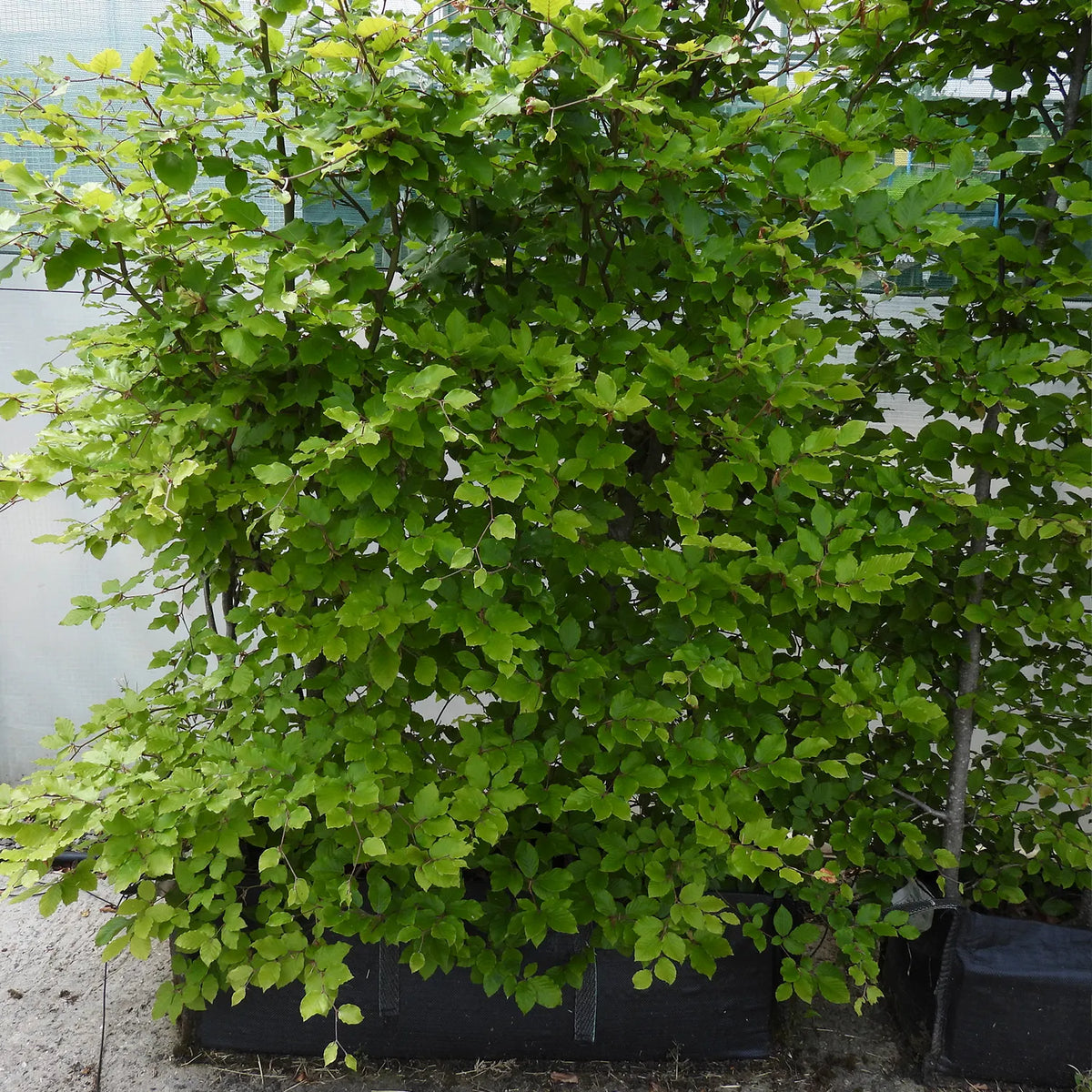 Mature green beech hedging trough