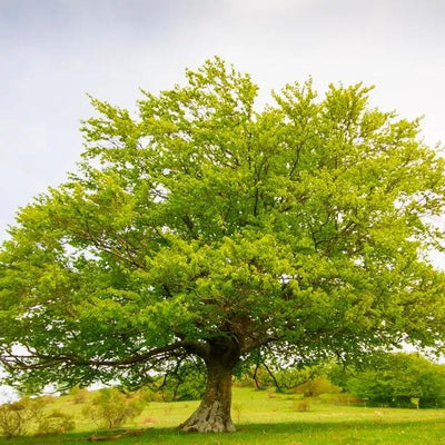 Mature Green Beech tree
