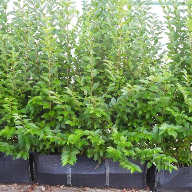 Green Privet Instant Hedge Trough 80/100cm tall, 1m long