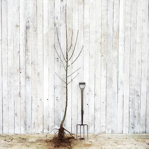 Bareroot Half Standard Greensleeves Apple Tree