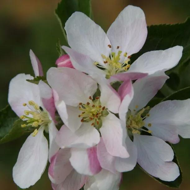 Greensleeves Apple blossom on the tree