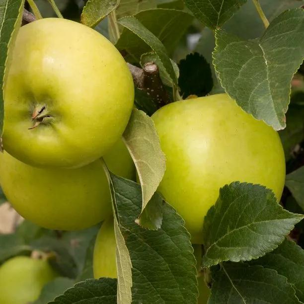 Greensleeves Apples on the tree