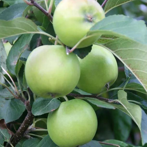 Greensleeves Apples on the tree