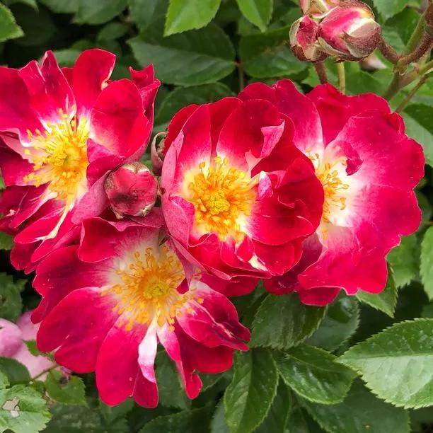 Greetings Rose Flowers